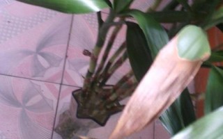 一葉蘭葉子發(fā)黃是怎么回事，光照過強或澆水過多都會導(dǎo)致