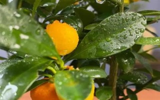 金豆的盆栽方法，定期追施經(jīng)過稀釋的肥液才能滿足其養(yǎng)分需求