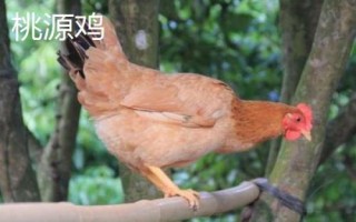 什么雞品種適合農(nóng)村散養(yǎng)，這五個品種很不錯