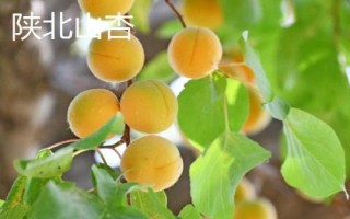 陜西省榆林市的特色水果，包括清澗紅棗和陜北山杏等種類