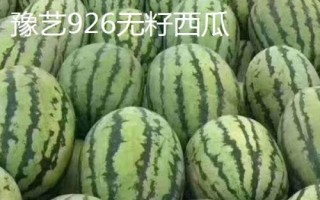 早春紅玉西瓜有沒有籽，屬于早熟有籽品種
