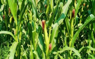 沃普2131玉米品種簡介，適宜播種期4月下旬到5月上旬