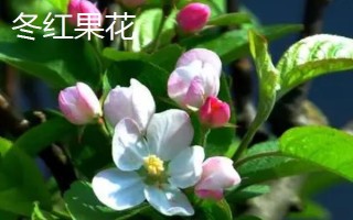 貴人果和冬紅果有什么區(qū)別，葉片、花朵和果實均不同