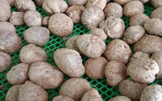 魔芋的用處，可醫(yī)用也可食用
