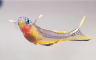黃色的魚有哪些品種，常見的有黃顙魚、霓虹燕子等