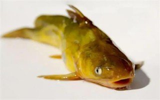 怎么清洗黃骨魚，用水沖洗后再用開水燙一下