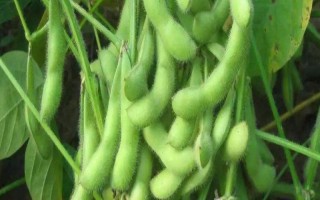 莆豆5號大豆種子介紹，氣溫穩(wěn)定通過12℃后搶晴播種
