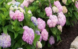 新老枝開花的繡球種類，常見的有無盡夏、佳澄等