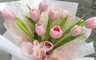郁金香的花語，寓意高雅、富貴、忠貞的愛等