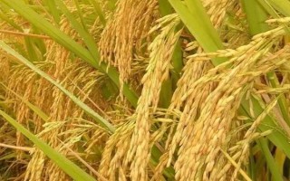 徽兩優(yōu)985水稻種子特點(diǎn)，中抗白葉枯?。ú≈?1）