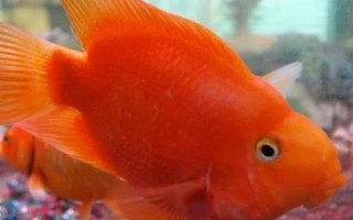 鸚鵡魚水溫多少度合適，水溫應控制在26℃-27℃
