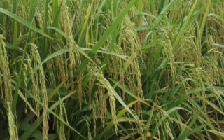 荃兩優(yōu)旺苗水稻品種的特性，一般4月下旬—5月上旬播種