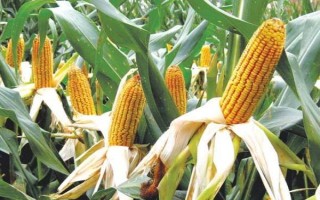 源玉7號(hào)玉米種子簡介，以防治地下害蟲危害