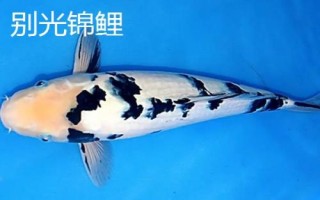 錦鯉的品種，不同品種的體色不同