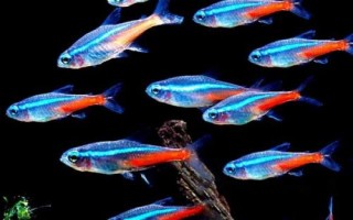 寶蓮燈魚的養(yǎng)殖方法，適合PH在5.5-7之間的弱酸性水體中養(yǎng)殖