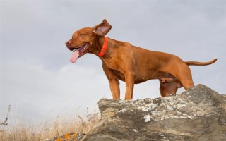 有哪些短毛大型犬，包括大丹犬、杜賓犬、羅威納犬等品種