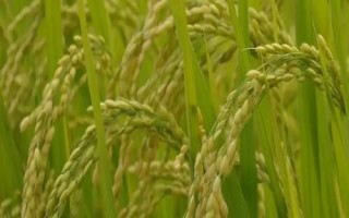 嘉優(yōu)8號(hào)水稻種子介紹，每畝有效穗數(shù)17.1萬(wàn)穗
