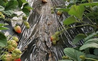 哪些因素會(huì)影響草莓膨大，主要有種子、溫度、光照等5個(gè)原因