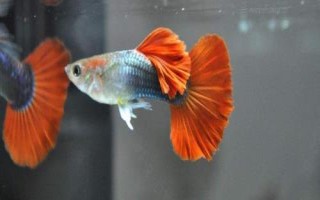 孔雀魚如何喂養(yǎng)，首先注意養(yǎng)殖密度