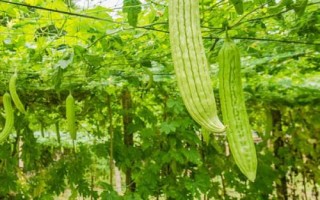 苦瓜的種植時(shí)間，南方在1-3月露天種植