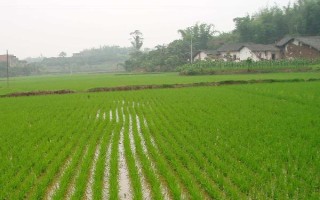 博Ⅱ優(yōu)618水稻種子介紹，每畝有效穗數約17.43萬