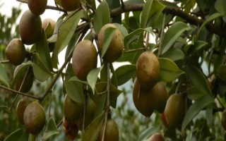 油茶樹(shù)有哪些高產(chǎn)品種，以下6種的產(chǎn)量較高