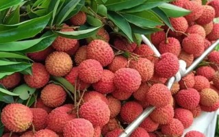 靈山香荔有什么特點(diǎn)，外皮深紅、果肉較厚、具有較高的可食率