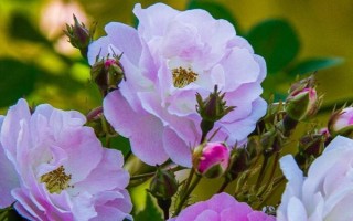 冬季怎么養(yǎng)護(hù)薔薇花，等土壤發(fā)白時再提供水分