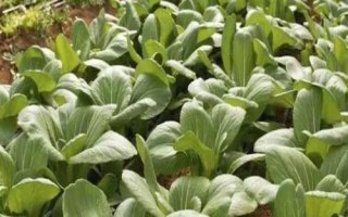 如何防治油菜白葉，首先應(yīng)選擇抗病品種