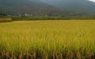 桂育糯158水稻種子介紹，感溫秈型常規(guī)糯水稻品種