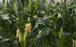 農(nóng)華206玉米種子特征特性，出苗至成熟126天