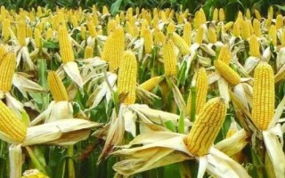 萬育908玉米品種的特性，高抗絲黑穗病