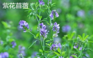 牛喜歡吃哪些草，常見的有象草、狗尾草、紫花苜蓿等