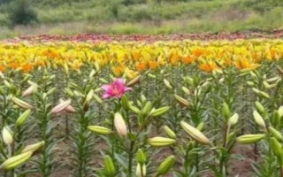 百合無(wú)癥病毒，又稱百合病毒