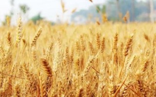 農(nóng)麥766小麥種簡介，每畝適宜基本苗15～18萬