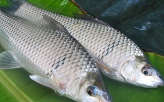 鯪魚有什么食性，屬于雜食性動物、魚苗以浮游動物為食