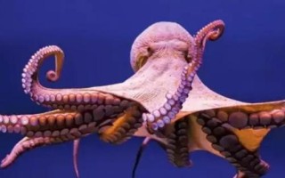 章魚有幾只觸手，一共有八條所以被叫做八爪魚