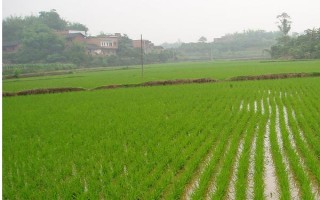 68優(yōu)華占水稻種子特點，每畝有效穗數(shù)18.0萬