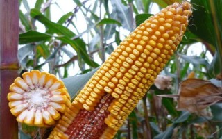 新玉65號玉米種子簡介