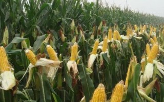 吉農(nóng)糯111玉米品種的特性，4月下旬至5月上旬播種