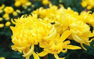 菊花屬于喜陰還是喜陽植物，需要養(yǎng)在光線較好的環(huán)境中