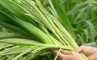玉米灌漿期倒伏怎么辦，可人工扶直
