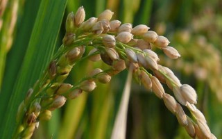 當粳8號水稻種子介紹，全生育期153天左右