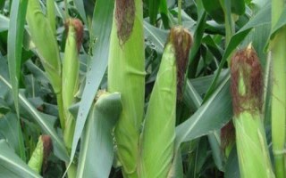 聯(lián)研35玉米種簡介