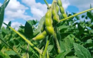 河農鮮豆2號大豆種子特征特性，播種行距45～50厘米