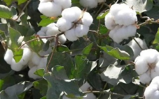 華棉3109棉花種子簡介，生育期127.5天