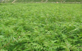 關(guān)黃柏的種植時(shí)間，一般為2-4月份