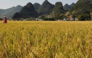 晴好天氣秋收秋種農(nóng)事建議，及時收獲成熟作物