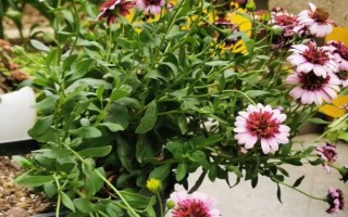 盆栽菊花如何養(yǎng)殖，夏季每天都澆一次水