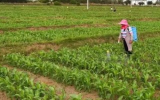 科育2023玉米種子特征特性，大喇叭口期期注意防治玉米螟
